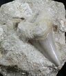 Otodus Shark Tooth Fossil Mounted On Matrix #26639-3
